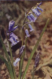 Villikukat: Villihyasintti (värikuva)