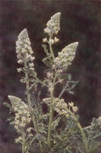 Villikukat: Wild Mignonette (värikuva) tekijältä Charles Essenhigh Corke