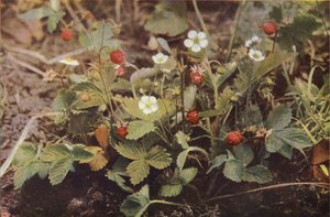 Villikukat: Wild Strawberry (värikuva)