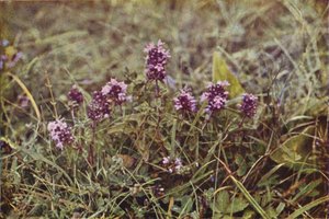 Villikukat: Villitimjami (värikuva)