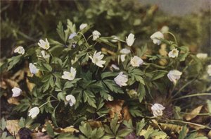 Villikukat: Wood Anemone (värikuva) tekijältä Charles Essenhigh Corke