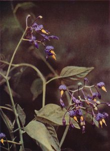 Villikukat: Woody Nightshade (värikuva) tekijältä Charles Essenhigh Corke