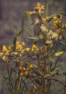 Villikukat: Yellow Rattle (värikuva)