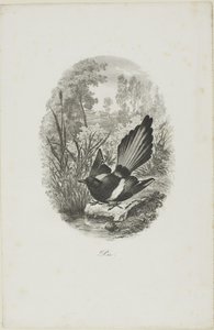 Harakka tekijältä Charles Francois Daubigny