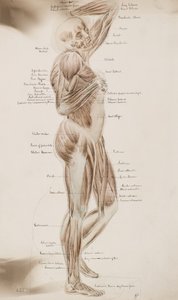 Estudi [Músculs humans (subtítol)] , c.1884 (dibuix de rentat)finès