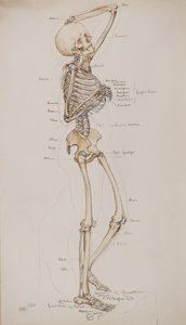 Tutkimus [Ihmisen luuranko (luut kuvateksti)], n. 1884 (akvarelli)