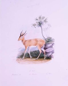 Kob James Edwin Edward Dawe, teoksesta The Ruminantia Vol. II (vesiväri)