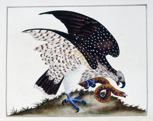 Petolintu ja käärme, 1808-21 tekijältä Charles Hayes