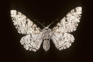 Betularia biston/Birch Phalene tekijältä Augustus Kollner