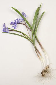 Kasvitieteellinen lauta/Chionodoxa forbesii/Chionodoxa luciliae/Lumen kunnia
