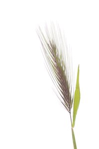 Bardeum murinum subsp. hiiren/rotan ohra