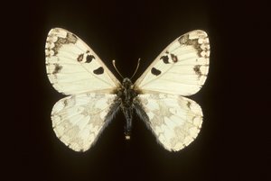 Hypermnestra helios tekijältä Augustus Kollner