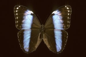 Morpho Achilles/uros tekijältä Augustus Kollner