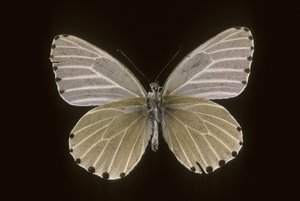 Mylothris humblot tekijältä Augustus Kollner