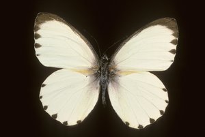 Mylothris menin tekijältä Augustus Kollner