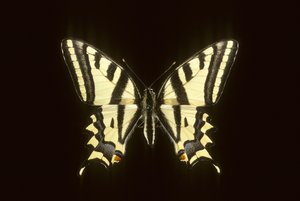Papilio alexanor/Alexanor tekijältä Augustus Kollner