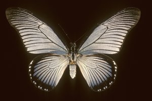 Papilio zalmoxis/Sailboat blue tekijältä Augustus Kollner