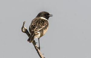Saxicola torquata/Dawler/Common Stonechat tekijältä Augustus Kollner
