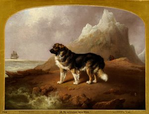 Newfoundlandin koira