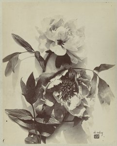 Kukka-asetelma pionien kanssa tekijältä Charles Hippolyte Aubry