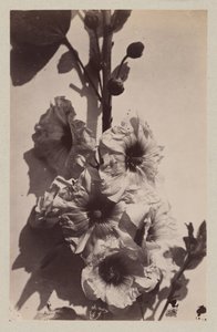 Kukka-asetelma hollyhockilla tekijältä Charles Hippolyte Aubry