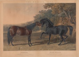 Der britische Zuchtpferd: Pl. 5. "Rebecca" gezüchtet von R. Cock, Esqr. im Jahr 1831; "Muley Moloch" gezüchtet vom Herzog von Cleveland im Jahr 1830 tekijältä Charles Hunt