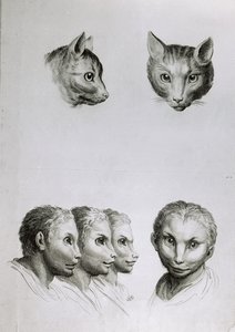 Kissan ja ihmisen pään yhtäläisyyksiä, Le Brunin teoksesta "Livre de portraiture pour ceux qui commencent a dessiner".