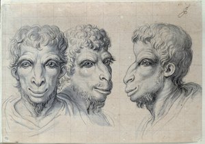Tutkimuksia kolmesta miehenpäästä, jotka muistelevat kamelin fysiognomiaa Charles Lebrunin (Le Brun) (1619-1690) piirustus 1600-luvulla. Himmeä. 0,22x0,32 m. Pariisi, Louvre-museo tekijältä Charles Le Brun