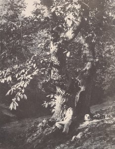Mies makaamassa kastanjapuun juurella, 1850-53. tekijältä Charles Marville