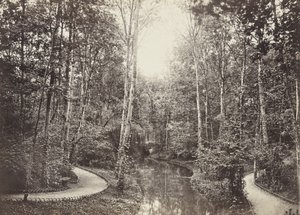 Deer Pond (Doe