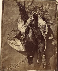 [Still Life of Game Bird with Feathers] tekijältä Charles Nègre