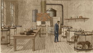 Koirat häkeissä Louis Pasteurin laboratoriossa tekijältä Charles Paul Renouard
