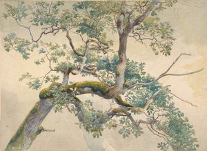 Puiden oksat, 1852-1908.