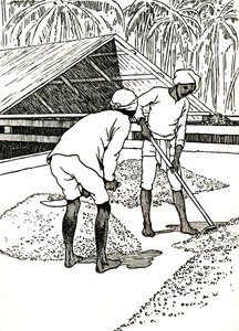 Kaakaon kuivaus, 1912 tekijältä Charles Robinson