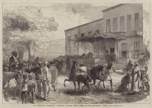 Abessinian retkikunta, kuljetusvirkailijat ostavat muuleja Shepheard