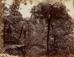 Hakgalan puutarha, Nuwara Eliya