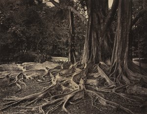 Kumipuu, Assam, Intia (Ficus Elastica)