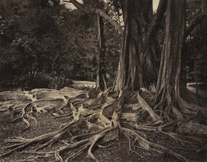 Kumipuu, Assam, Intia Ficus Elastica, noin 1880-luku.