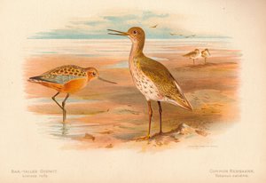 Bar-tailed Godwit Limosa rufa, Common Redshank Totanus, 1900, 1900 tekijältä Charles Whymper