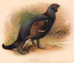 Teeri Tetrao tetrix, 1900, 1900