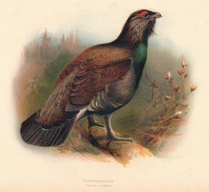Metso Tetrao urogallus, 1900, 1900