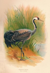 Tavallinen nosturi Grus cinerea, 1900, 1900