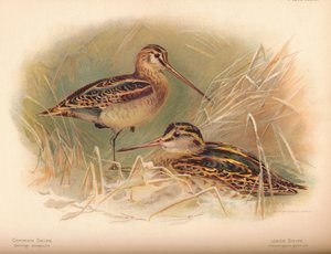 Common Snipe Gallinago scolopacina, Jack Snipe Limnocryptes gallinula, 1900, 1900