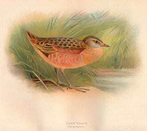 Corn Crake Crex pratensis, 1900, 1900 tekijältä Charles Whymper