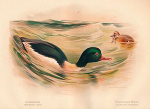 Goosander Merganser pyörä, Harlequin Duck Cosmonetta histrionica, 1900, 1900 tekijältä Charles Whymper