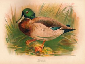 Sinisorsa Anas Boschas, 1900, 1900