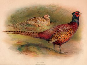 Fasaani Phasianus colchicus, 1900, 1900