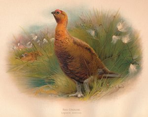 Red Grouse Lagopus scoticus, 1900, 1900