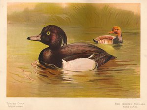 Tuftattu ankka Fuligata cristata, punaharjainen Pochard Netta rufina, 1900, 1900