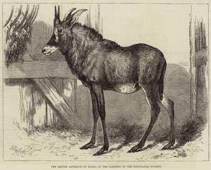 Nubian hevosantilooppi, Zoological Societyn puutarhoissa tekijältä Charles William Carter